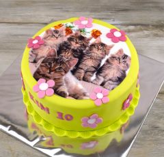 Torta s mačkami